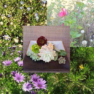 20pcs random live plant cuttings